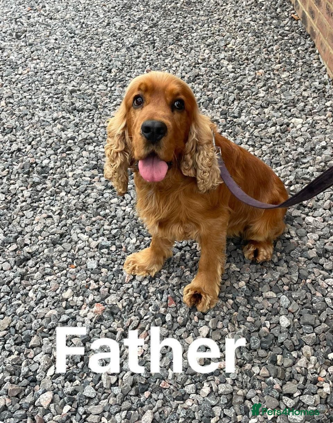 Cocker Spaniel dogs for sale: OUT STANDING  GORGEOUS SHOW TYPE COCKER SPANIEL  - Image 14