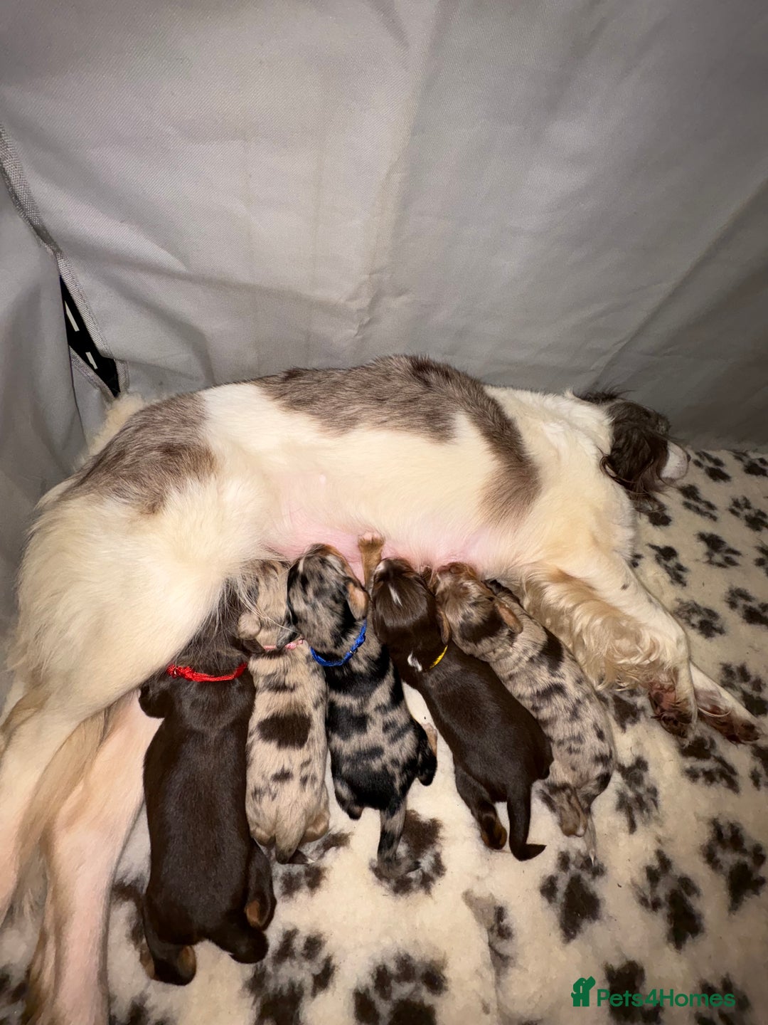 Mixed Breed dogs for sale: Beautiful Cocker X Puppies  - Advert 5