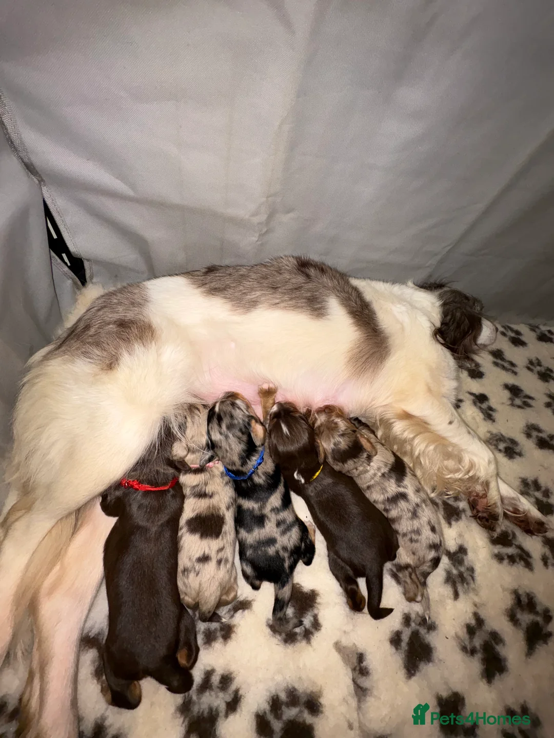 Mixed Breed dogs for sale: ONLY 1 LEFT Beautiful Cocker X Puppies  - Advert 7