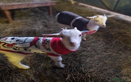 Goats livestock for sale: This years kids to go now  - Advert 3