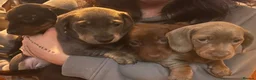 Dachshund dogs for sale: Dre.. - Advert 5