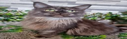 Maine Coon cats for sale: Tica registered kittens - Advert 1