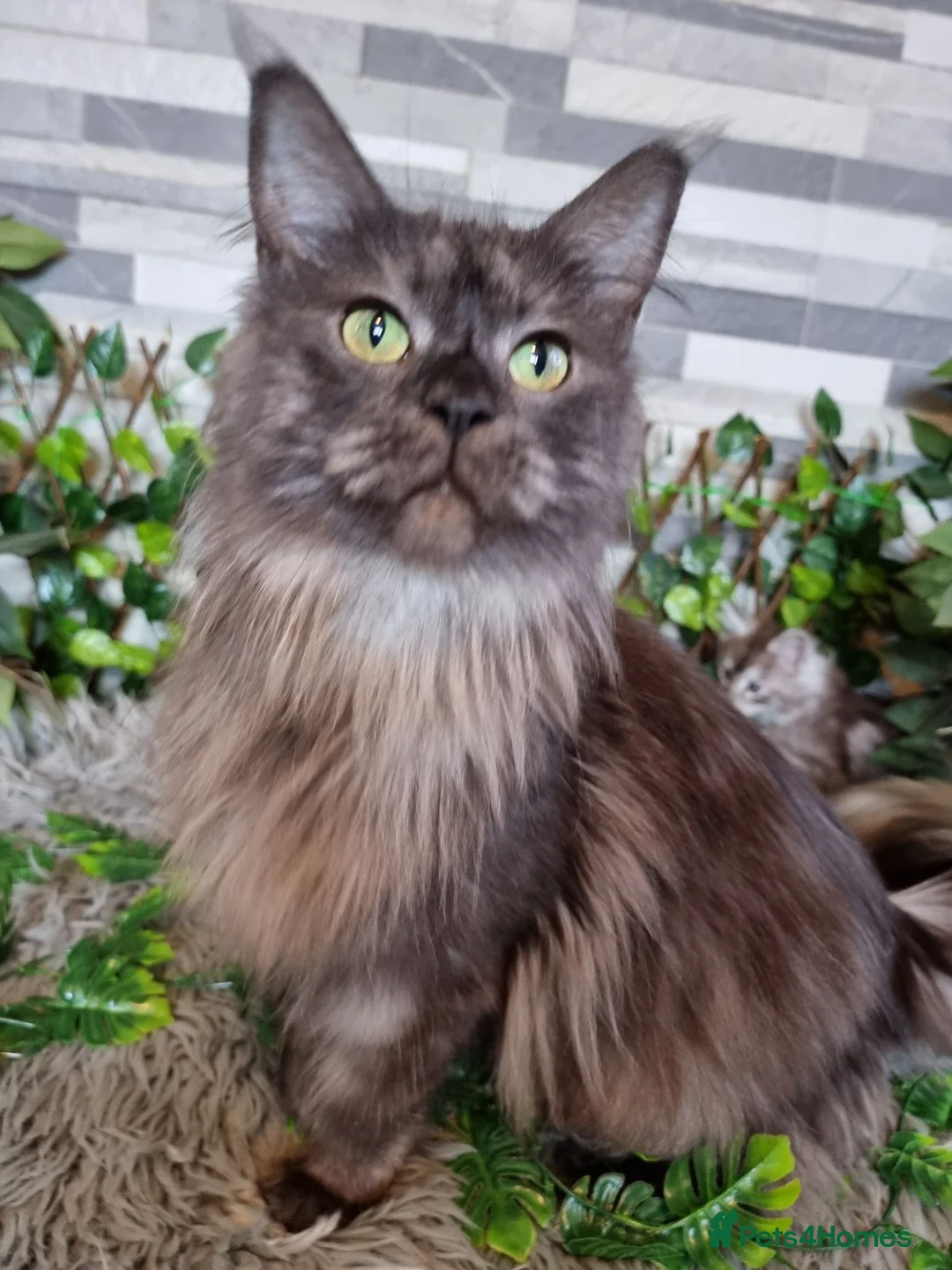 Maine Coon cats for sale: Tica registered kittens - Advert 1
