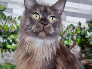 Maine Coon cats Tica registered kittens - Advert 1
