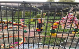Ringnecks birds for sale: Ronnie - Image 3