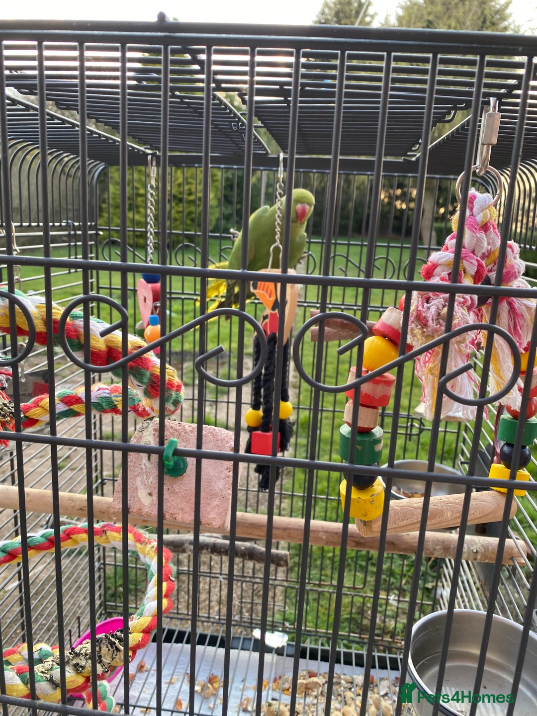 Ringnecks birds for sale: Ronnie - Image 3