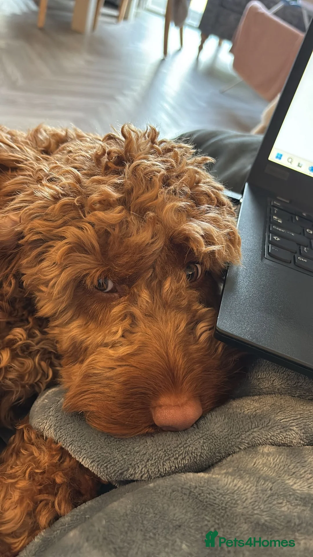 Cockapoo dogs for sale: Gorgeous Red F1 Cockerpoo for sale in Birmingham - Advert 5