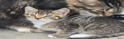 Mixed Breed cats for sale: 4 beautiful kittens  - Advert 7