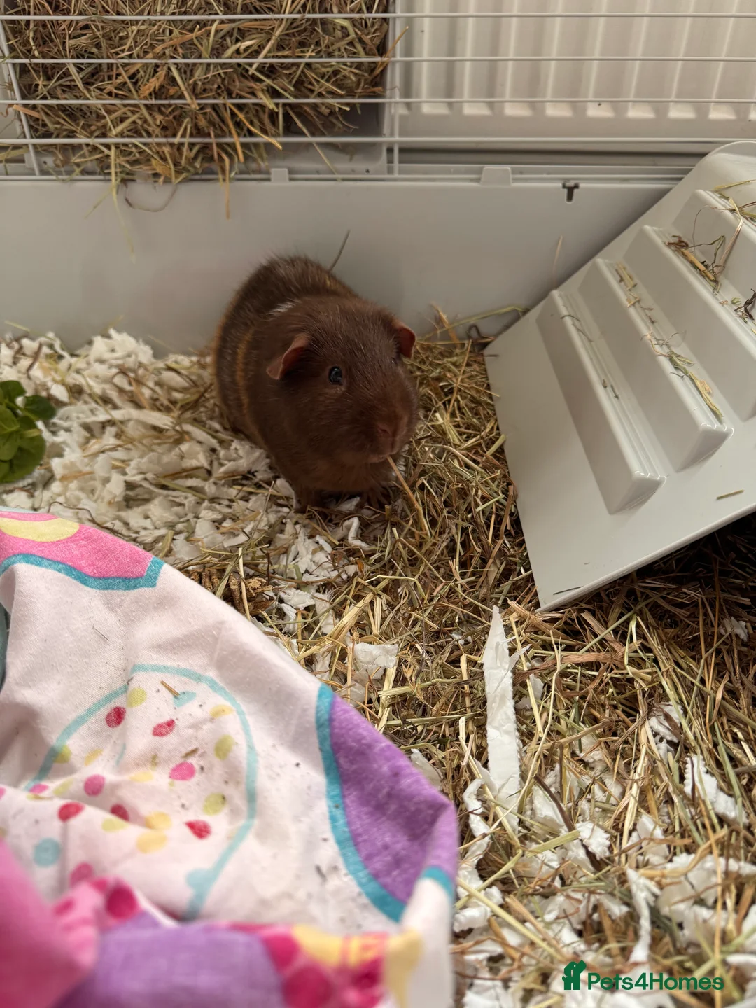 Guinea Pig rodents for sale: 2 male bonded guinea pigs in Sleaford - Advert 2