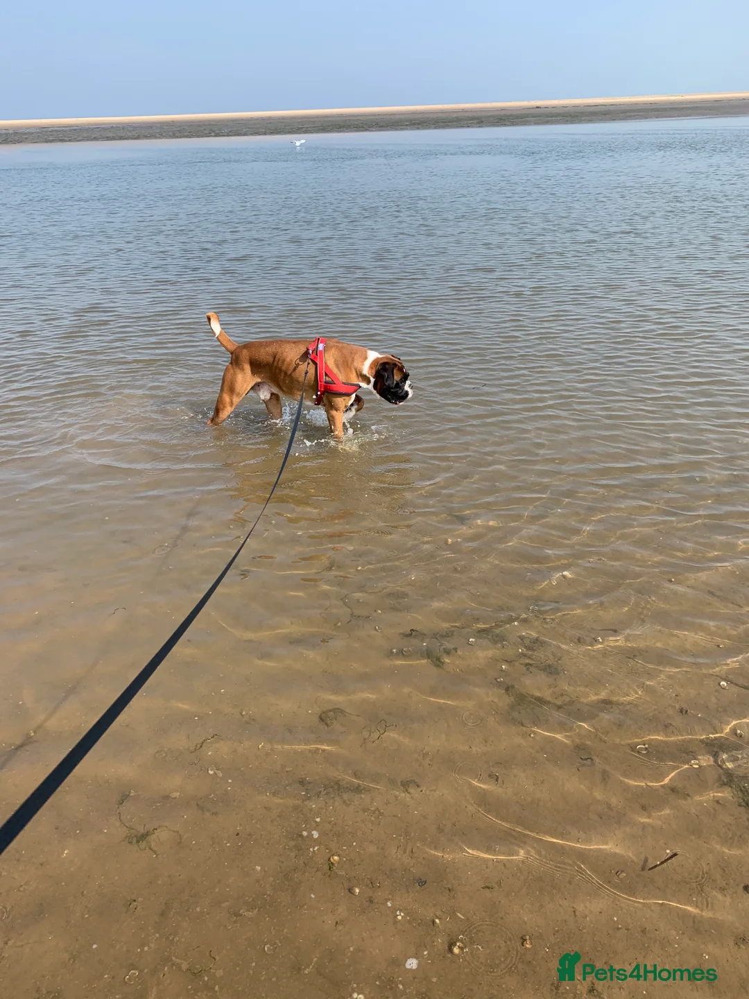 Boxer dogs for stud: Boxer stud dog in Barnsley - Advert 2