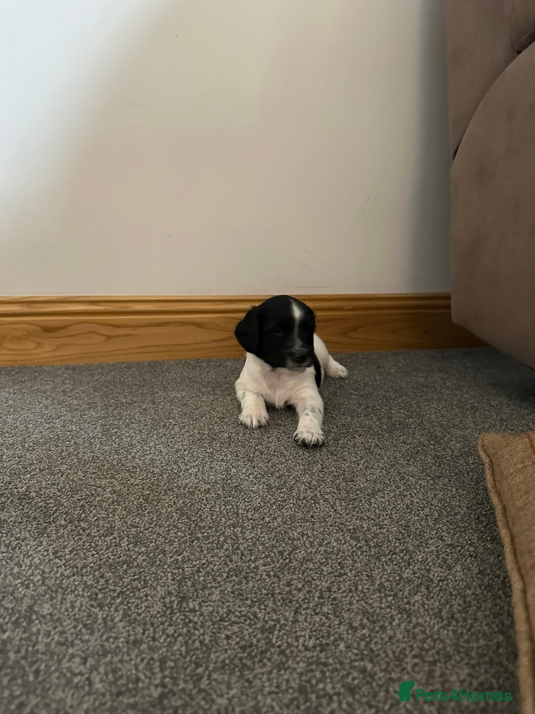 English Springer Spaniel dogs for sale: Gorgeous working English Springer Spaniel Puppies - Advert 17