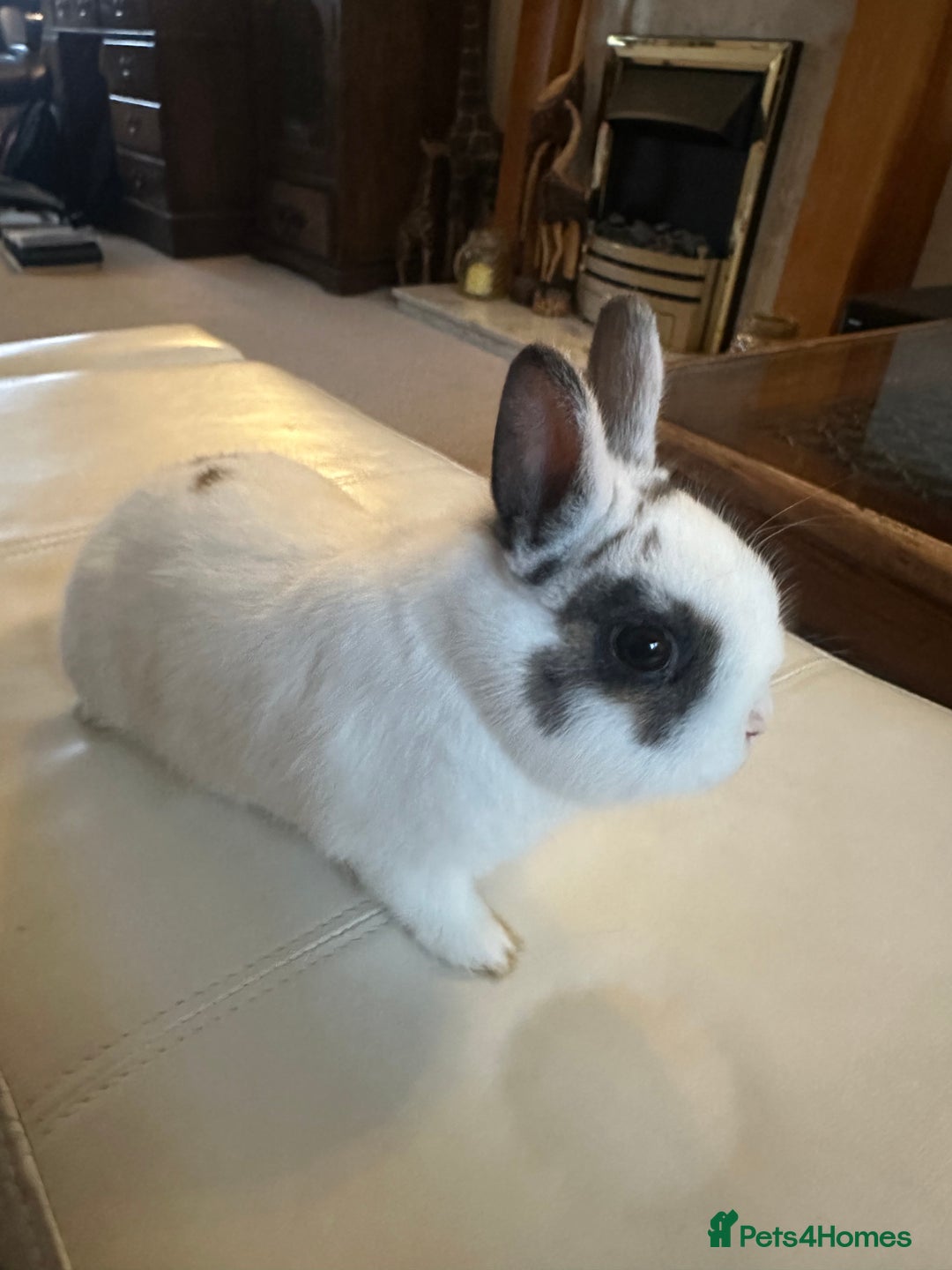 Netherland Dwarf rabbits for sale: Purebred Netherland Dwarf - Advert 1