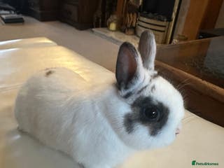 Netherland Dwarf rabbits SOLD-NEW LITTER SPRING Purebred Netherland Dwarf - Advert 4