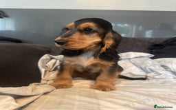 Cocker Spaniel dogs for sale: Cocker Spaniel Puppies - Image 9