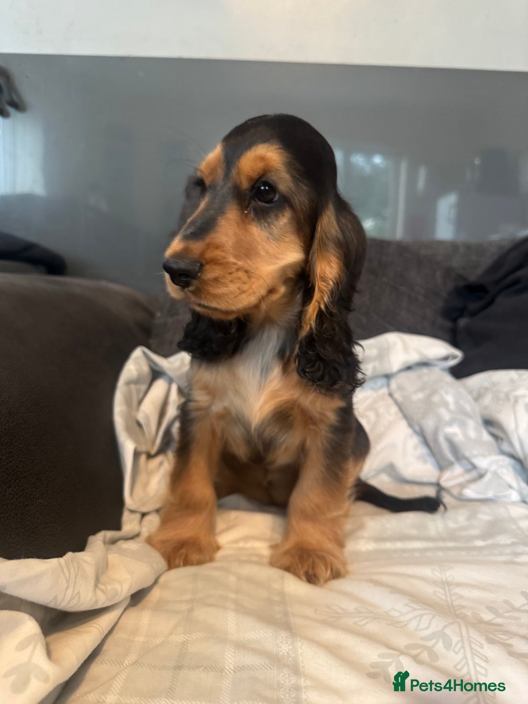 Cocker Spaniel dogs for sale: Cocker Spaniel Puppies - Image 9