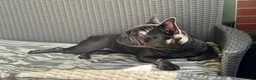French Bulldog dogs for sale: Brooklyn Looking for a Loving Forever Home - Advert 7
