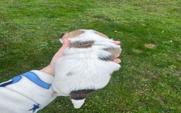 Yorkshire Terrier dogs for sale: Yorkshire terrier puppies - Image 9