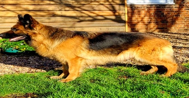 German Shepherd dogs - Advert 7