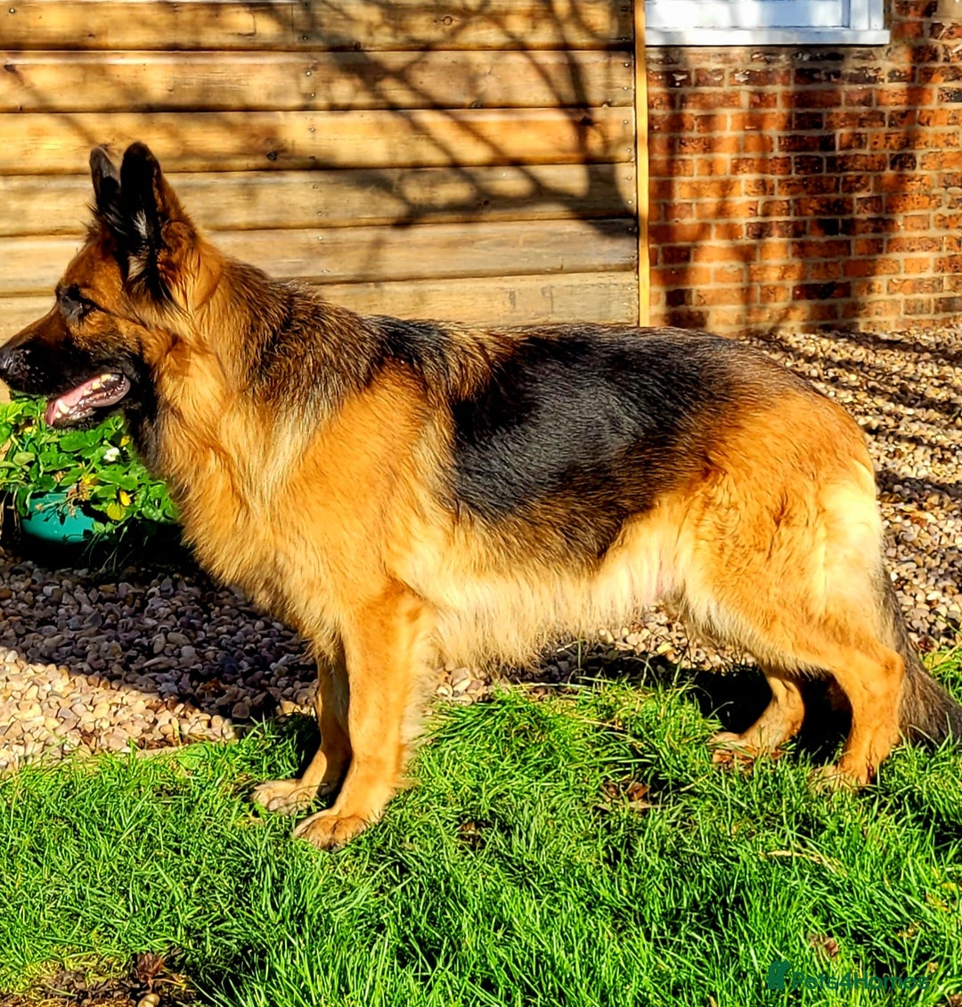 German Shepherd dogs for sale: Superb quality Long coat German Shepherd PuppiesKC - Image 2