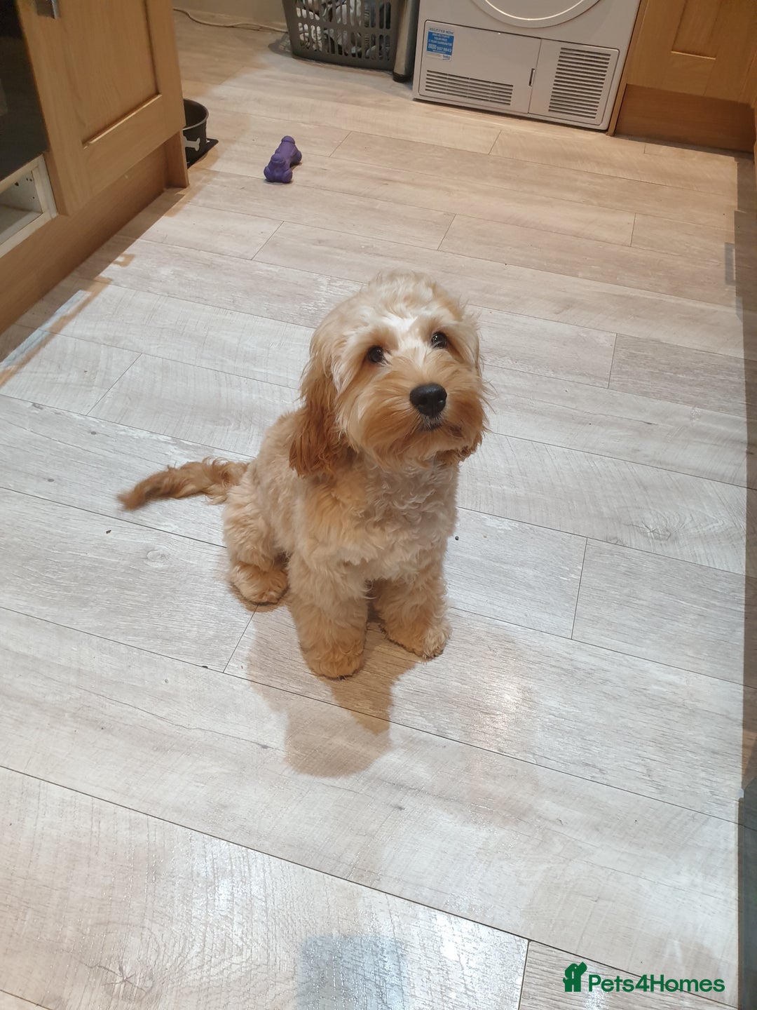 Mixed Breed dogs for sale: Cockapoo/Cavapoo Puppies - Advert 2