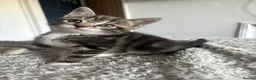 Mixed Breed cats for sale: Mixed breed Kittens in Chelmsford - Advert 4