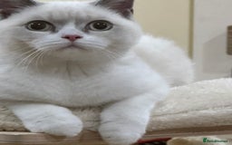 British Shorthair cats for sale: READY NOW - Lilac, BiColours & Colourpoint  - Image 12