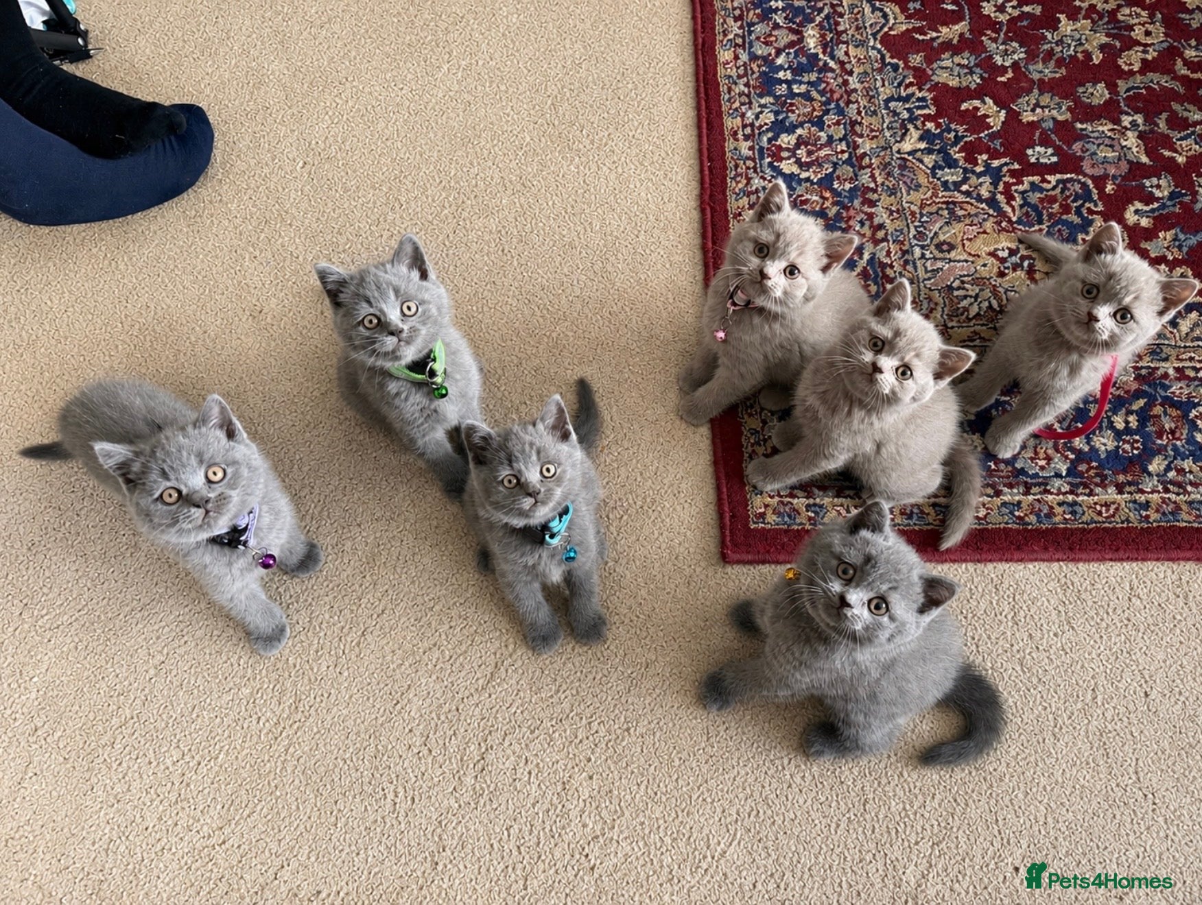 British Shorthair cats Blue and lilac GCCF kittens !  - Advert 1