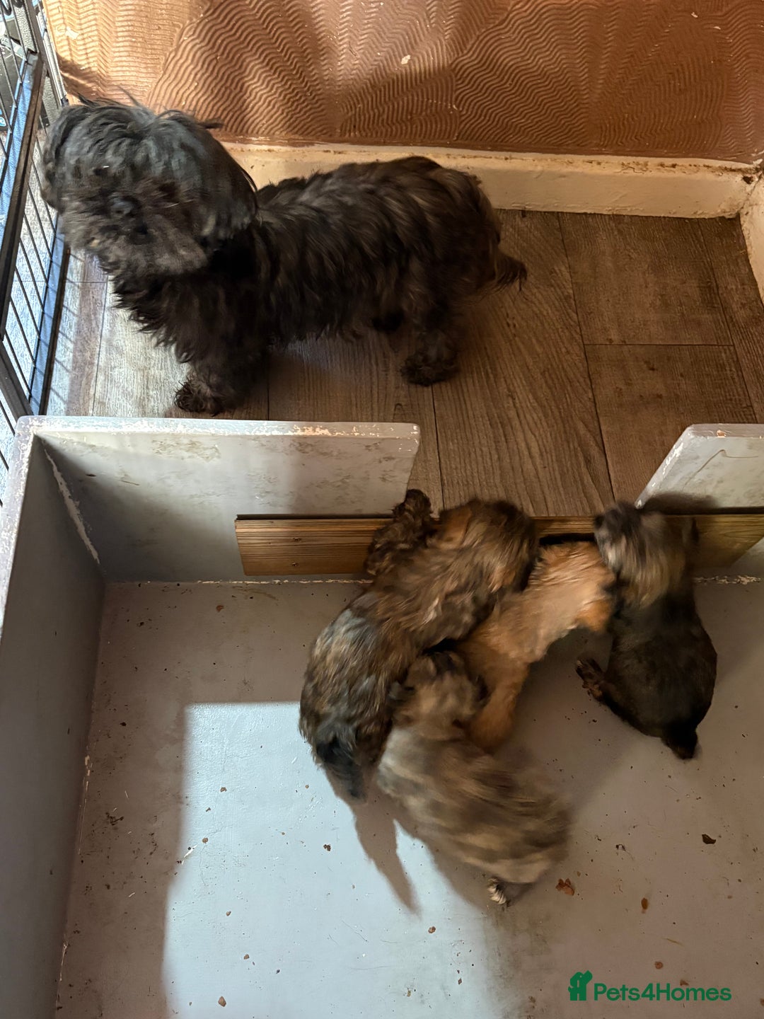 Mixed Breed dogs for sale: Lhasa Apso X Yorkshire terrier - Advert 7