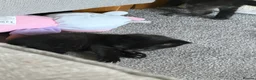 Mixed Breed cats for sale: Kittens for sale - Advert 4
