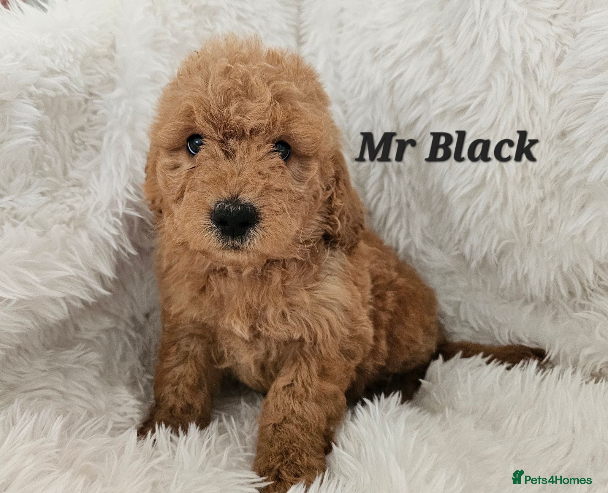 Mini Goldendoodle dogs Goldendoodle F1b  - Advert 2