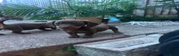 Miniature Dachshund dogs for sale: 4 miniature dachshund puppies  - Advert 18