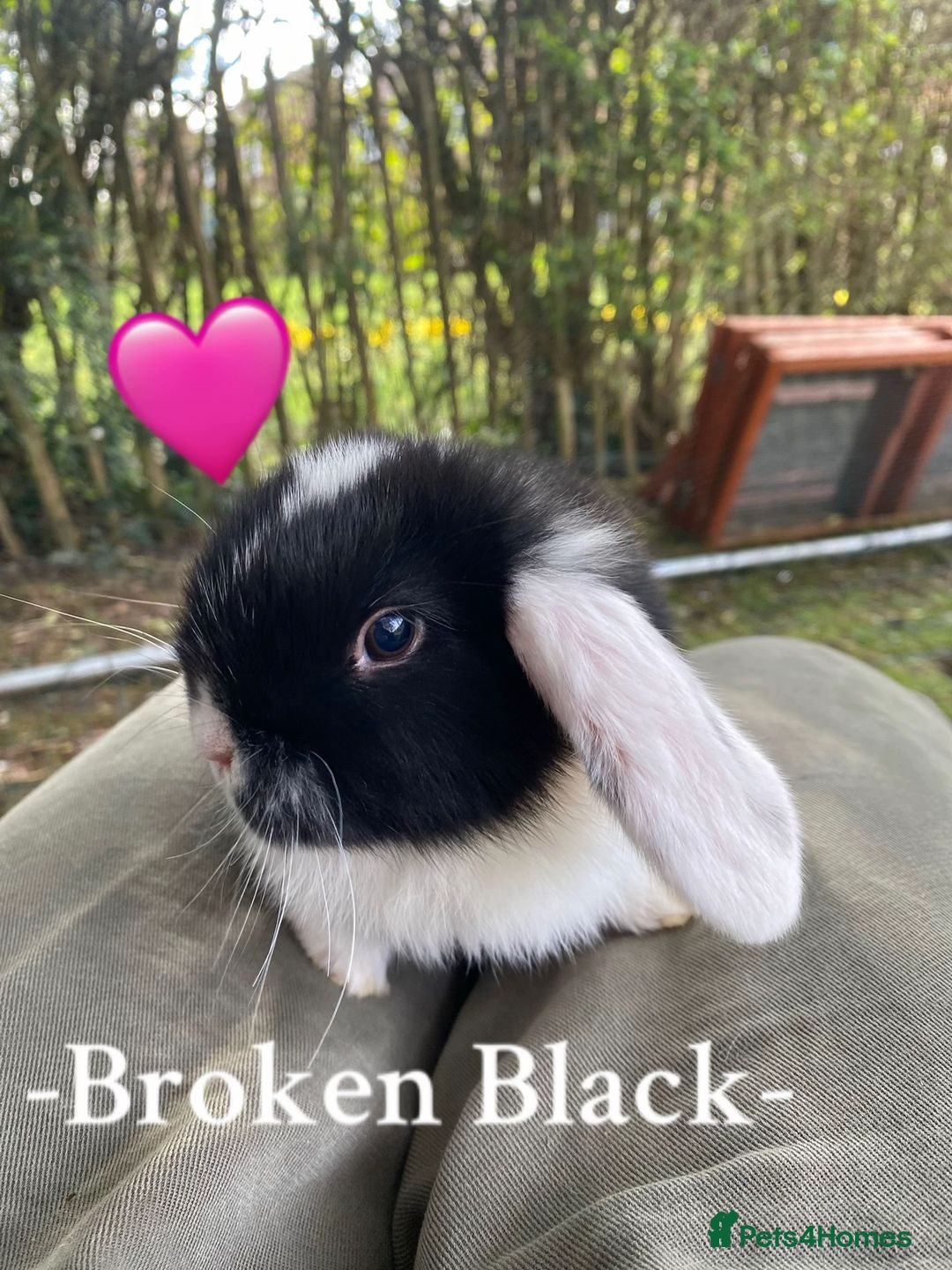 Mini Lop rabbits + Eight gorgeous mini lops for sale +  - Advert 20