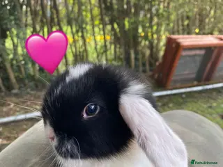 Mini Lop rabbits + Eight gorgeous mini lops for sale + - Advert 20