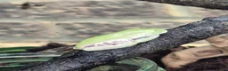 Frog reptiles for sale: Various frog species - Advert 3