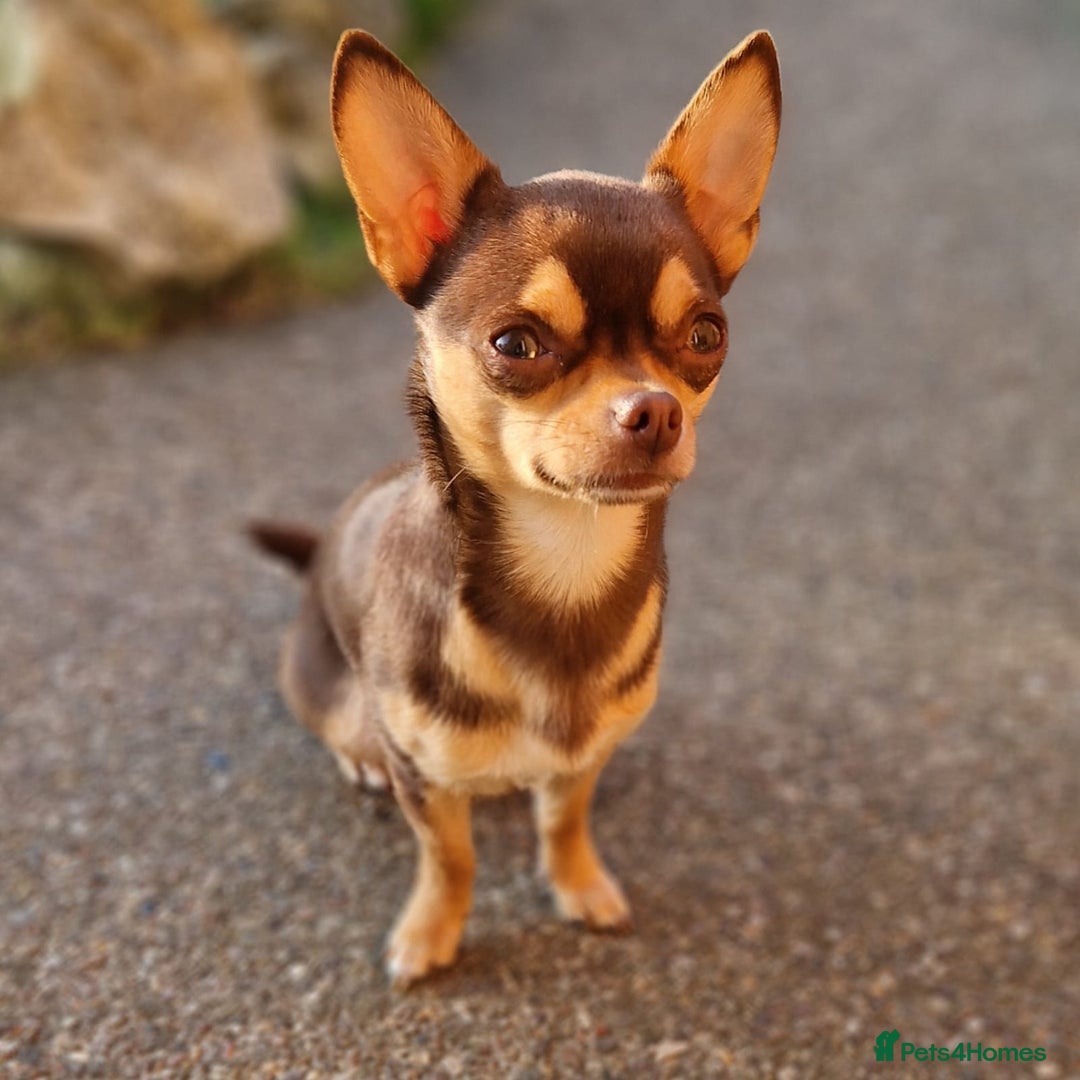 Chihuahua dogs for stud: KC SMOOTH COAT CHIHUAHUA  OPEN  AT STUD 💙 in Doncaster - Image 2