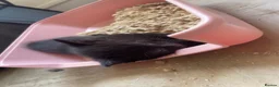 Mixed Breed cats for sale: Three black kittens  - Advert 8