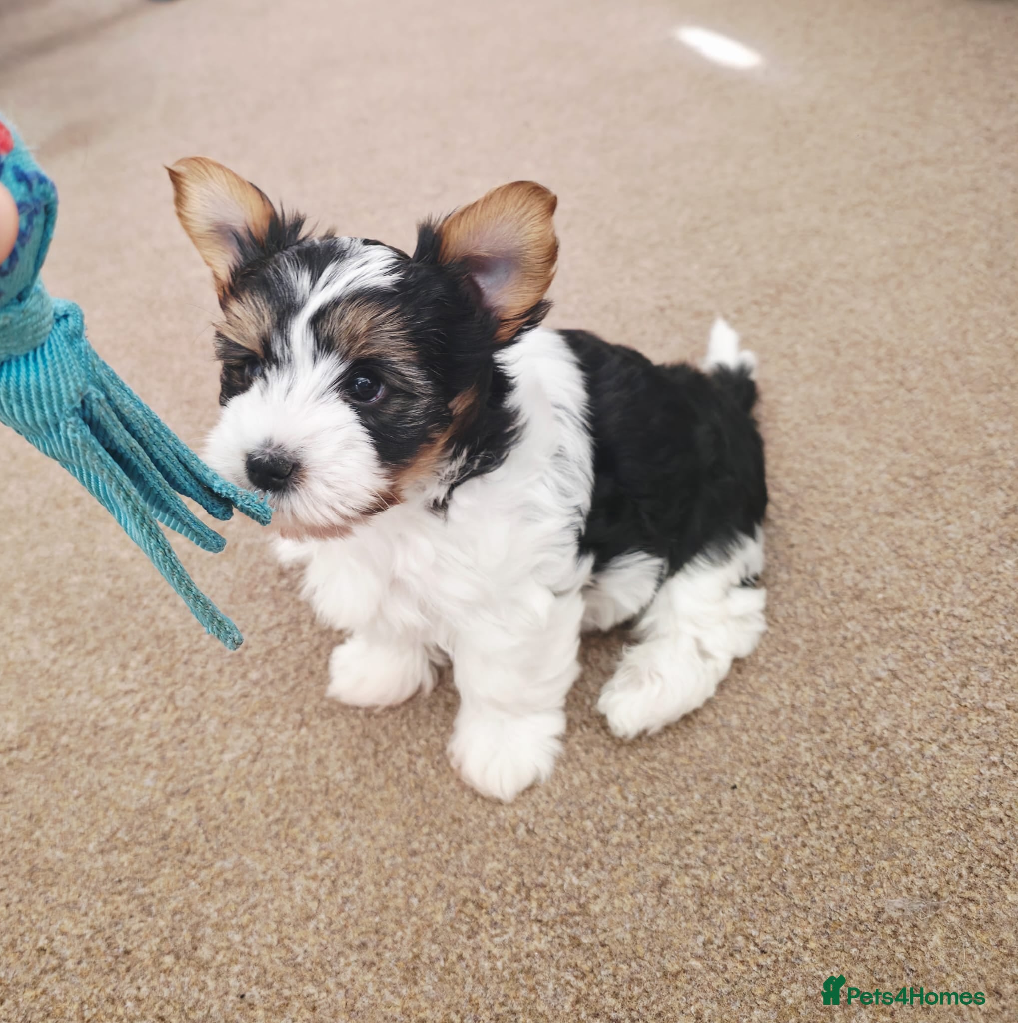 Biewer Terrier dogs  Biewer Terrier Puppies – one Gorgeous Boy - Advert 2