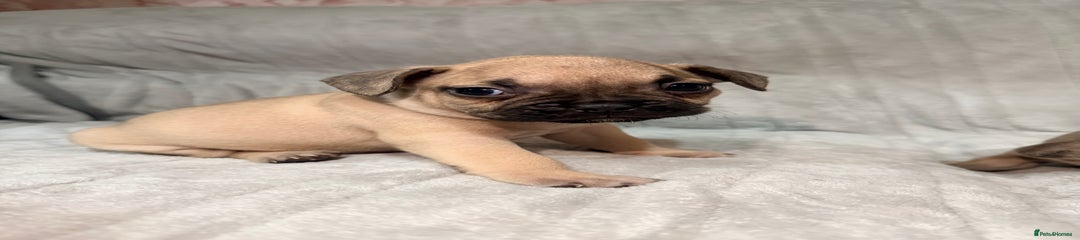 French Bulldog Puppy 7