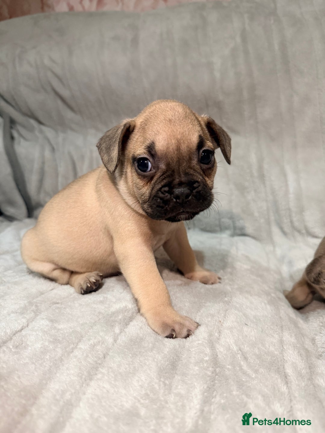 French Bulldog dogs for sale: Pedigree Mum Frenchy Pups-Gorgeous and ready soon! - Advert 38