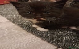 Mixed Breed cats for sale: Playful & cuddly Tabby-Bengal-Mix Kittens £200 - Image 24