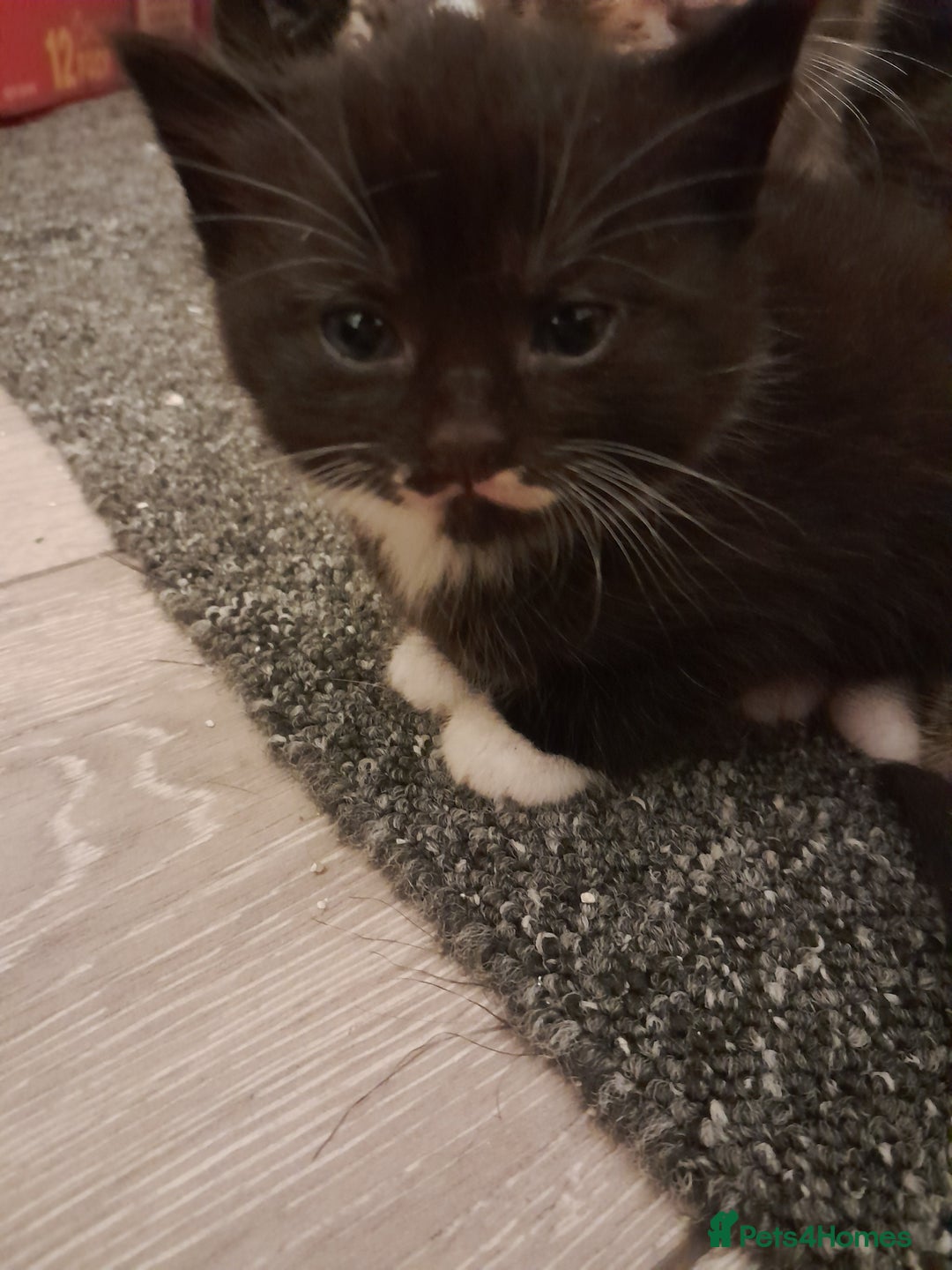 Mixed Breed cats for sale: Playful & cuddly Tabby-Bengal-Mix Kittens £200 - Image 24