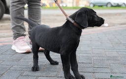Labrador Retriever dogs for sale: Labrador puppies 2 male black KC reg - Image 7