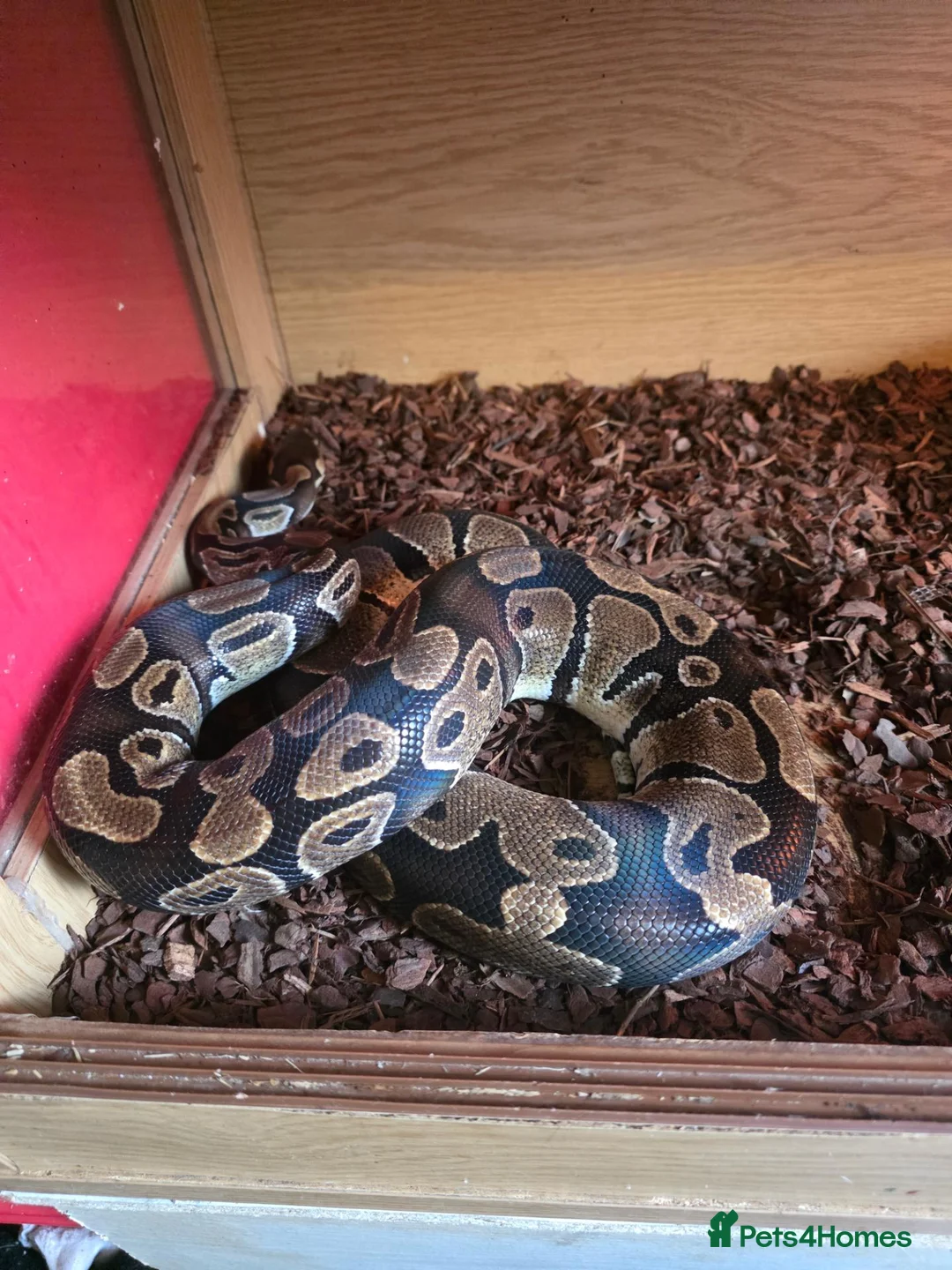 Python Snake reptiles for sale: Alexander  in Lydney - Advert 2