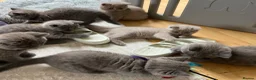 British Shorthair cats for sale: 🏆Exceptional GCCF BSH Kittens Available🏆  - Advert 4