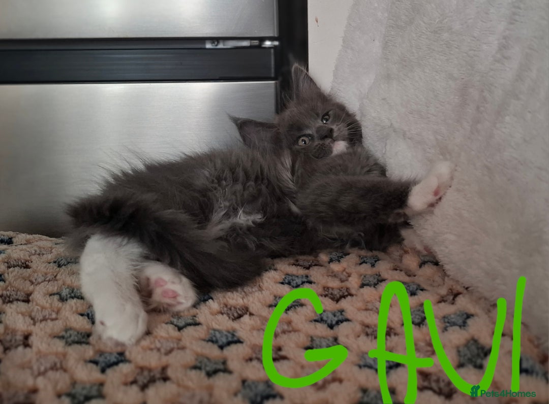 Maine Coon cats for sale: Gorgeous Maine Coon Kittens-Champion Bloodlines - Image 18