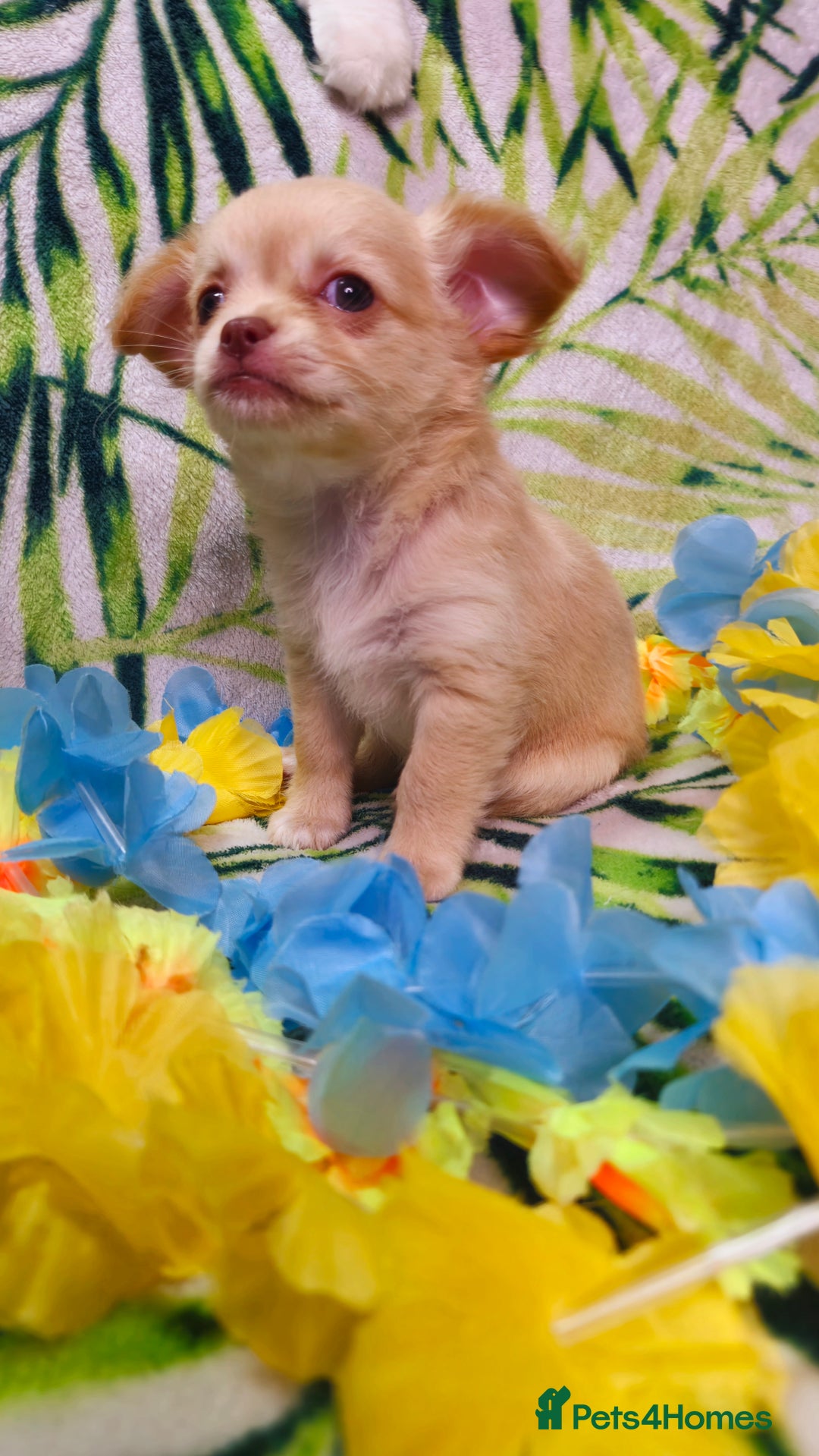 Chihuahua dogs for sale: !!Only one left!! KC Chihuahua Baby Girls - Advert 11