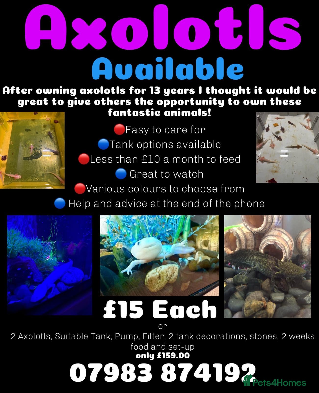 Axolotl reptiles Baby Axolotl’s  - Advert 6