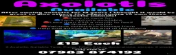 Axolotl reptiles for sale: Baby Axolotl’s  - Advert 1