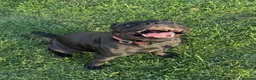 Staffordshire Bull Terrier dogs for sale: KC Reg/DNA Clear Brindle Staffordshire Puppies. - Advert 38