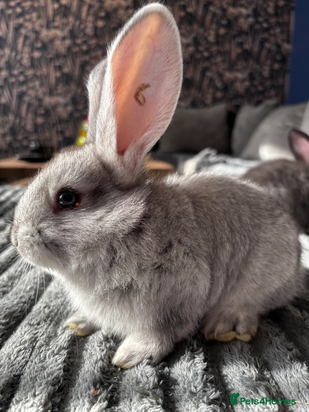 Continental Giant rabbits for sale: GERMAN GIANTS (continentals) 8 kits available  - Advert 11